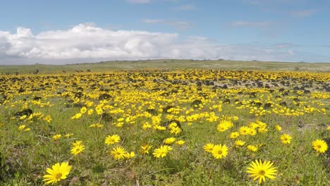 a field of yellow wild flowers gently blowing in the wind, wide shot