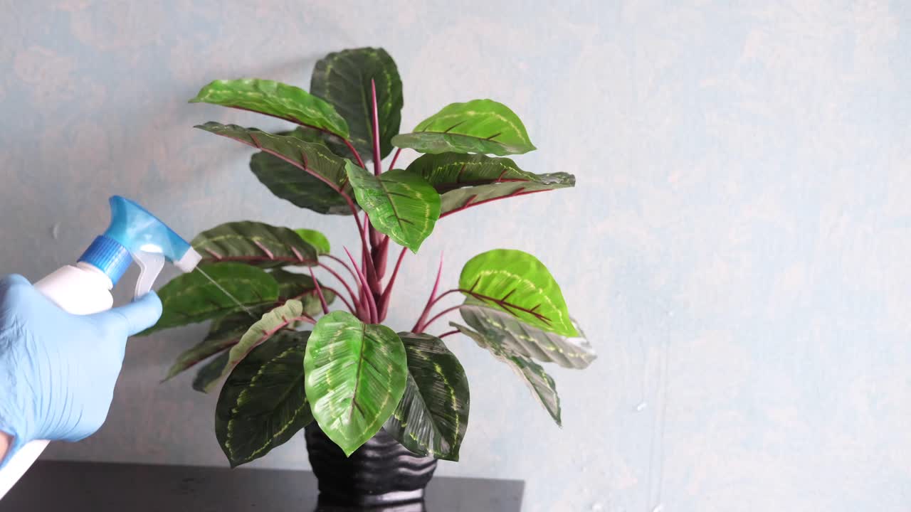 regar una planta de interior