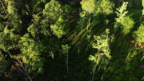 Teeplantagen-In-Vagamon-Bei-Sonnenaufgang