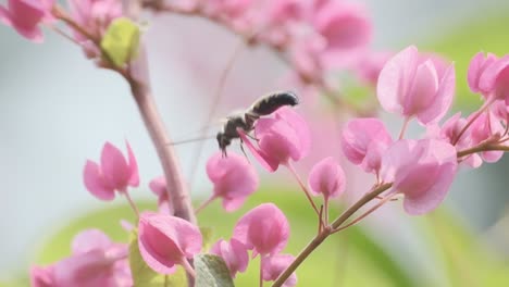 Abeja-India-En-Una-Flor-Rosa-Brillante-Antigonon-Leptopus-Cámara-Lenta