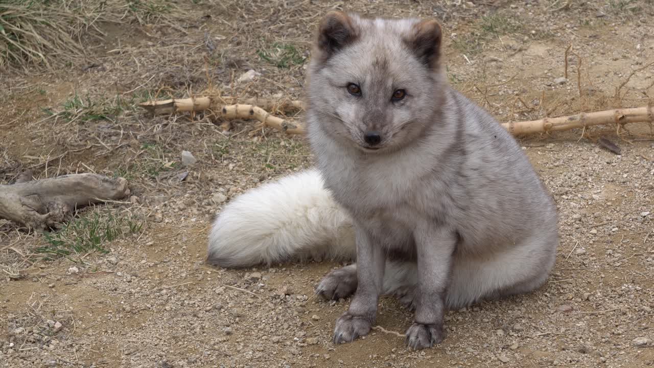 zorro ártico sentado en el zoológico durante el día