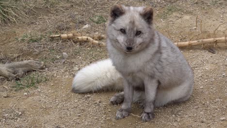 zorro ártico sentado en el zoológico durante el día