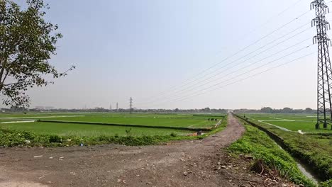 lush green fields with trees and power lines