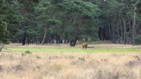 large walking male red deer with bared antlers during rut