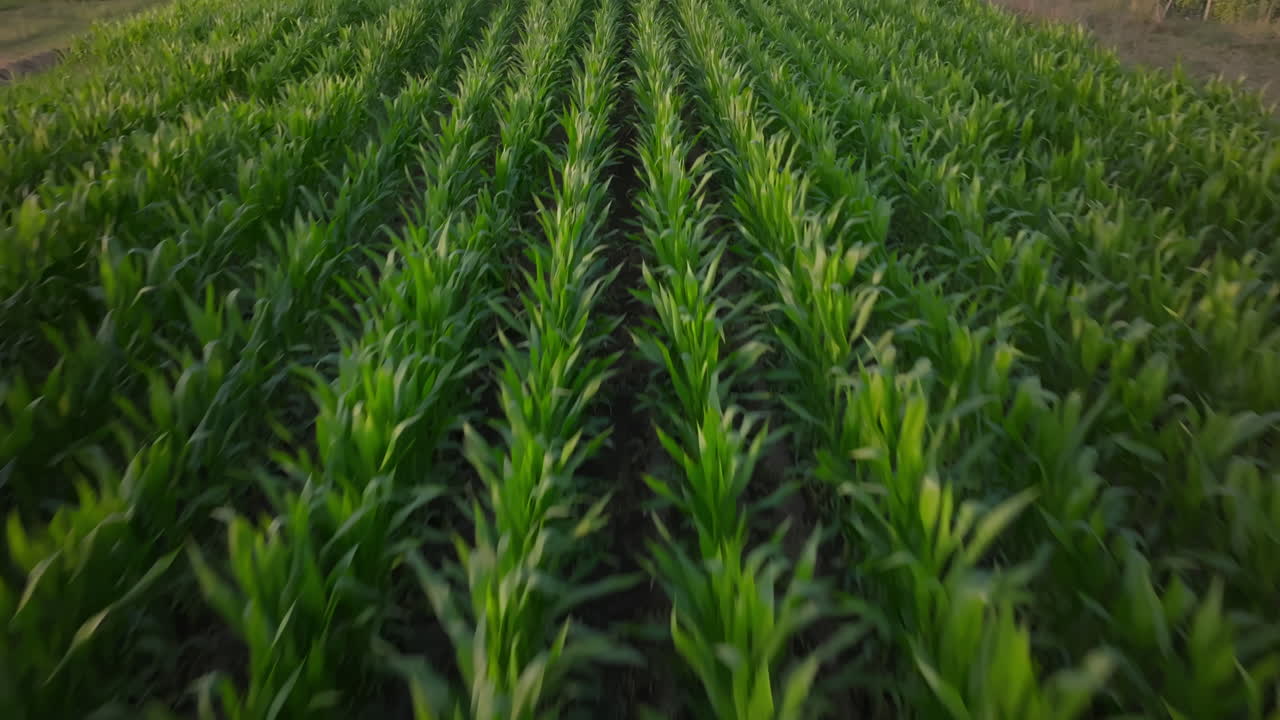 vista aérea de un exuberante campo de maíz