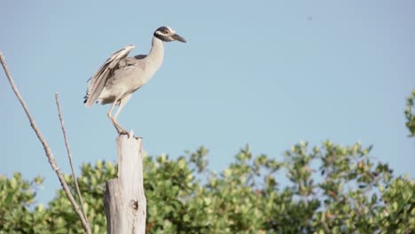 garza nocturna encaramada en la parte superior del tronco del árbol que riza las plumas en cámara lenta con cielo azul y follaje en segundo plano en cámara lenta