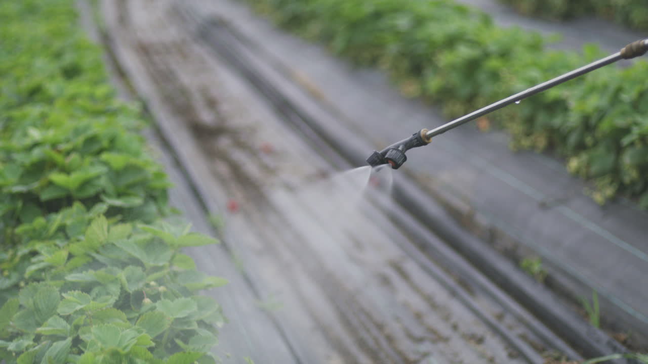 Strawberry Farm - Spraying Plants