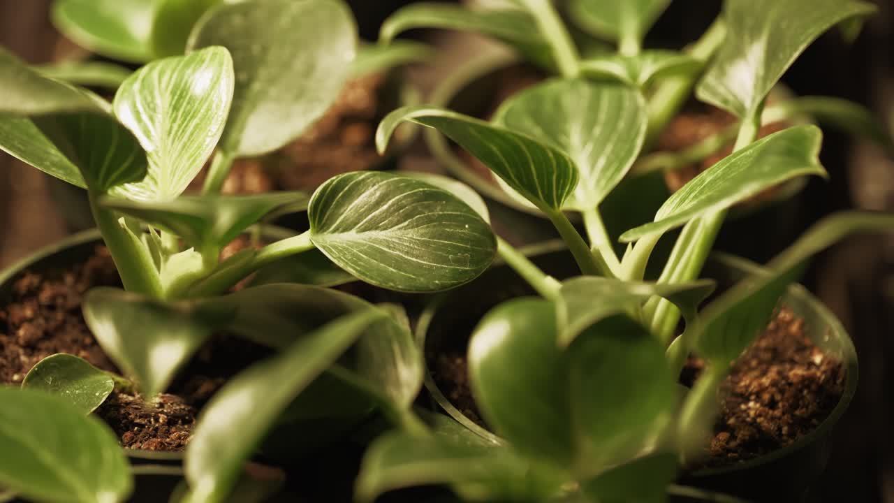 성장하는 트레이에 있는 필로덴드론 버킨의 기울기