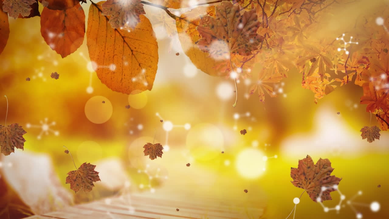 animação de folhas caindo sobre formas