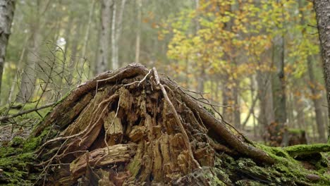 Ein-Wurzelstock-Im-Wald