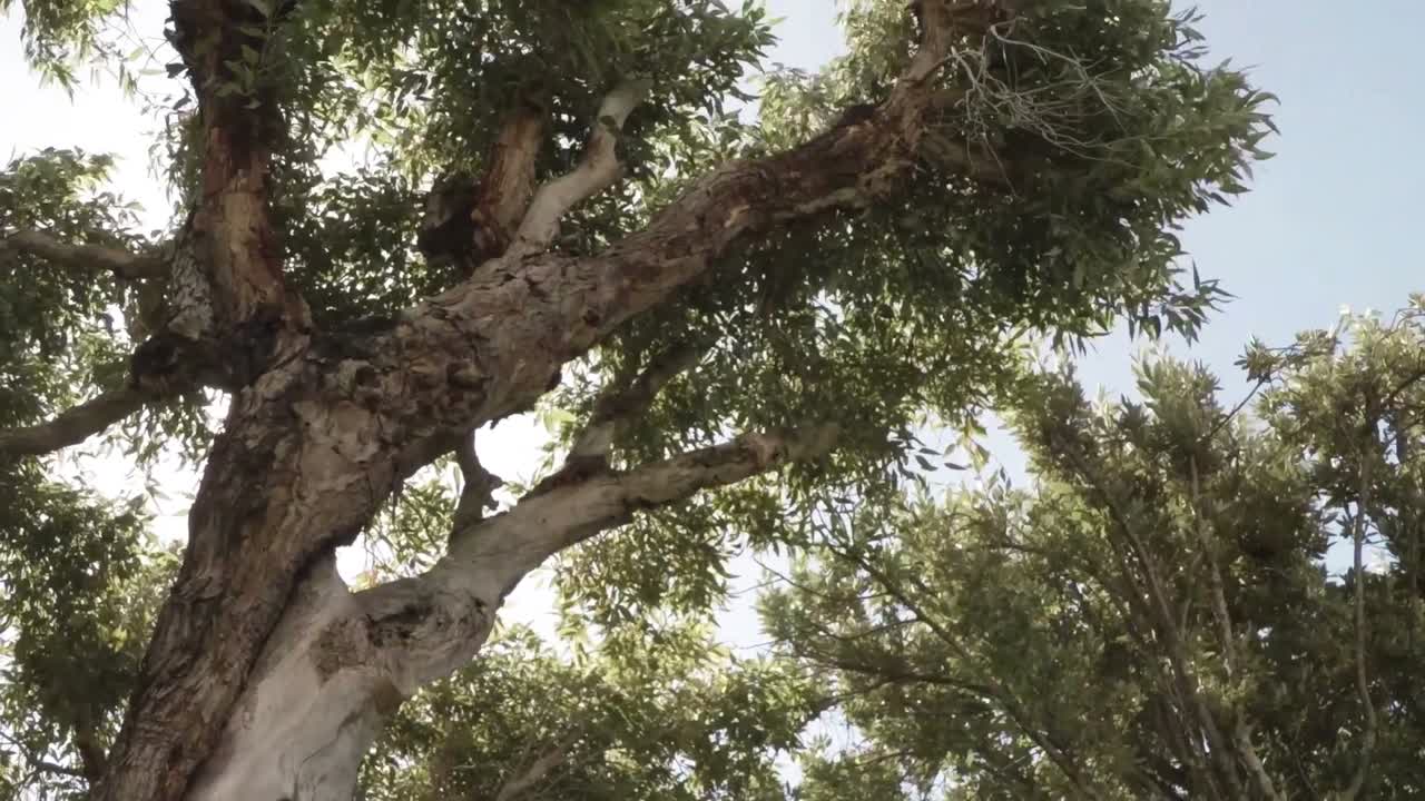 Cute boy using his smartphone