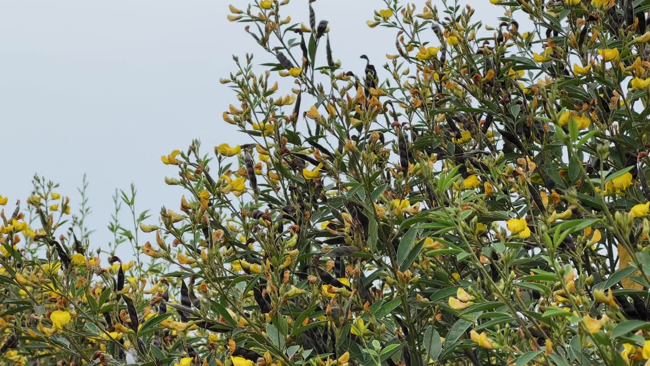 Slow orbiting shot of a mature pigeon pea plant featuring dense green foliage, bright yellow flowers, and dark seed pods, captured against an open sky in a rural agricultural setting