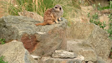 Ein-Erdmännchen-Sitzt-Auf-Einem-Felsen-Und-Hält-Ausschau-Nach-Gefahren