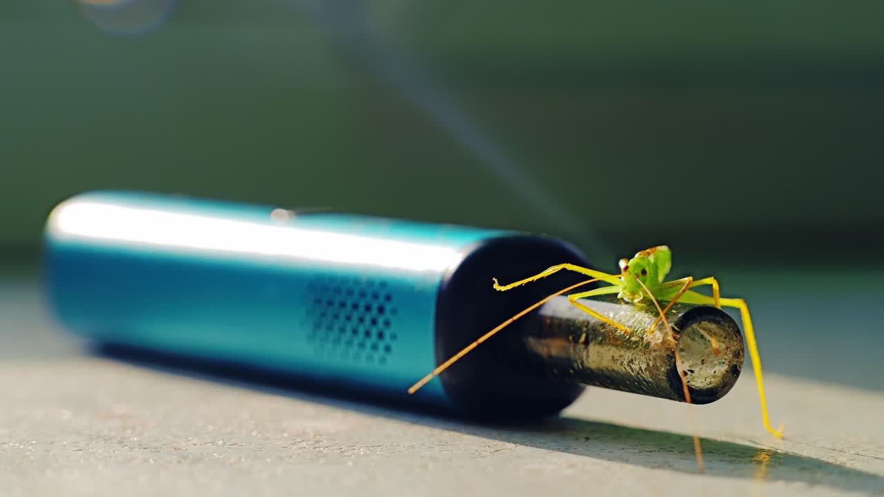 Grasshopper trembling slightly while lying still on electronic vape at sunset