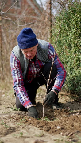farmer kneeled near the new tree thumbing the ground. fruit tree planting in the garden. vertical video.