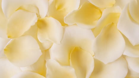 yellow rose petals rotating. slow motion. macro shot. holiday backdrop, valentine's day concept.