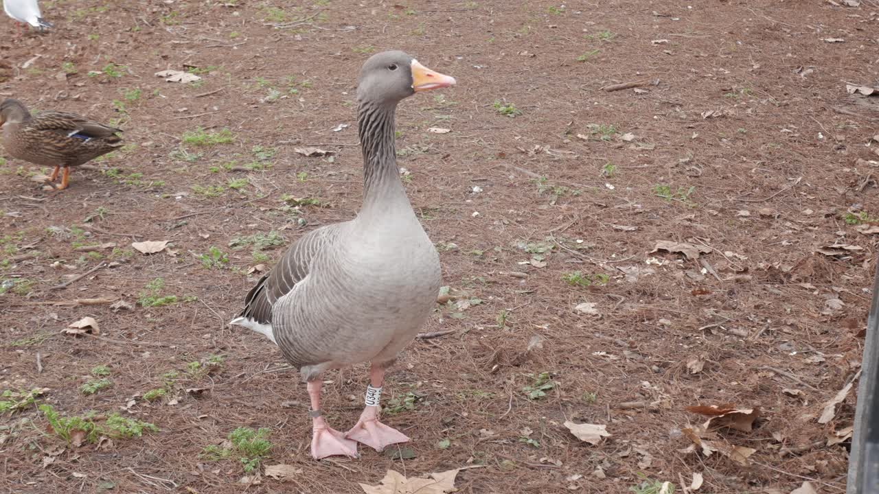 A calm goose standing outdoors in a park with dry leaves, ducks in the background