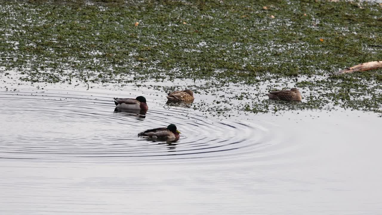 Ducks gracefully swim and interact in a serene lake setting. Natural lighting highlights the tranquil environment and gentle water ripples
