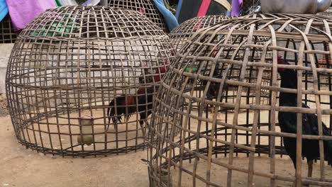 panning low angle view of chickens inside metal domed cages with not much room