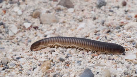 Nahaufnahme-Eines-Tausendfüßlers,-Der-Am-Sandstrand-Kriecht