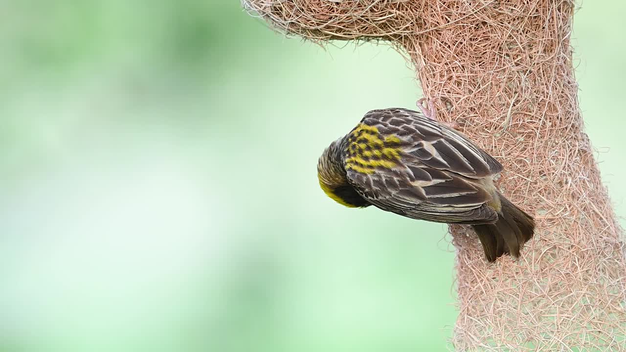 Baya weaver weaving new nest skillfully captured in closeup