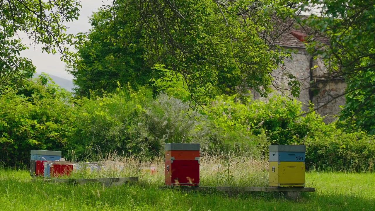 Detail včelích úlů v klidné travnaté včelnici pod listnatými stromy. Včely medonosné aktivně létají kolem úlů, což zdůrazňuje opylování, biodiverzitu a udržitelné včelařství.