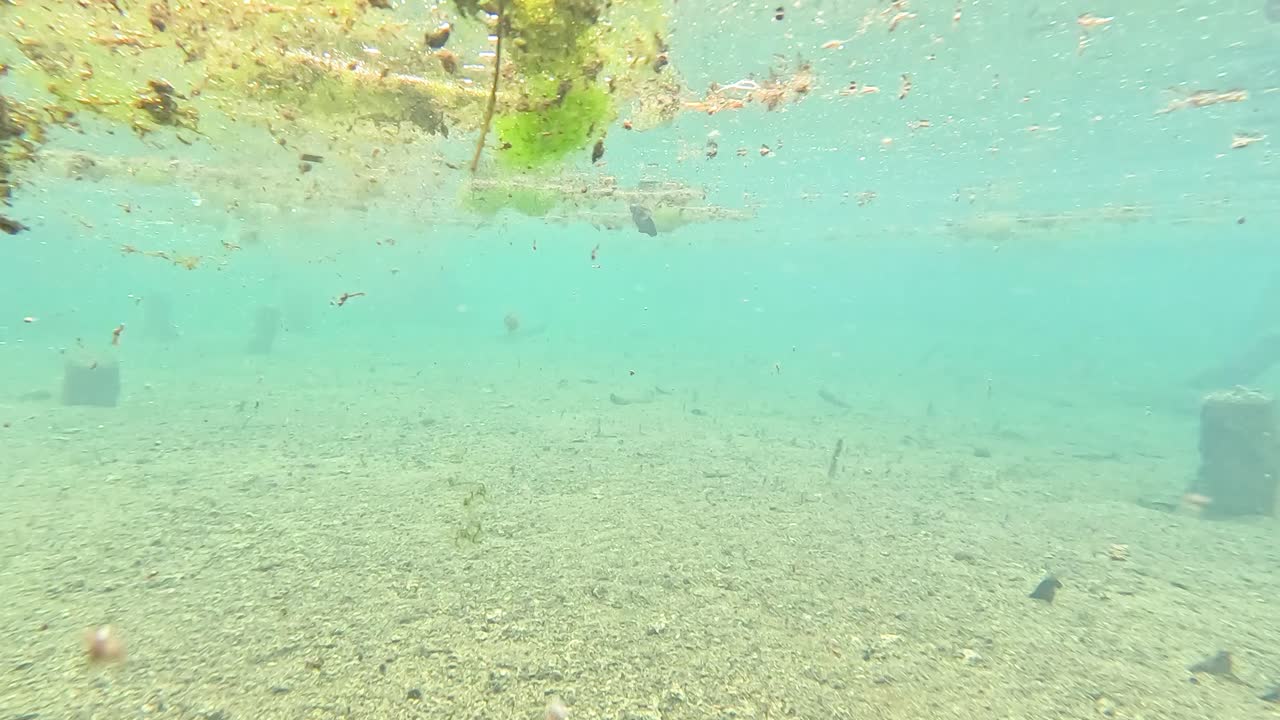 나무 줄기 를 가진 호수 바닥 의 수중 풍경