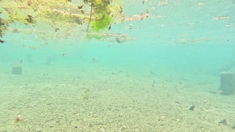vista submarina de un lecho de lago con tronco de árbol