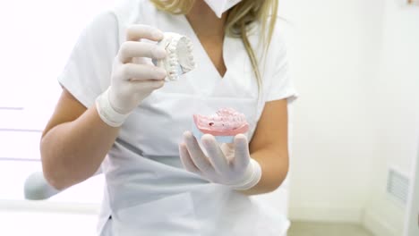 Crop-dentist-demonstrating-dental-plaster-model