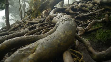 primer plano de las raíces de árboles gigantes por encima del suelo en el bosque tropical en el famoso destino turístico de la cueva de guna en kodaikanal, tamil nadu