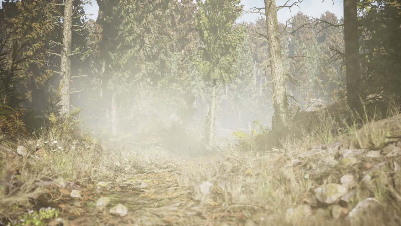 Pine and spruce tree forest