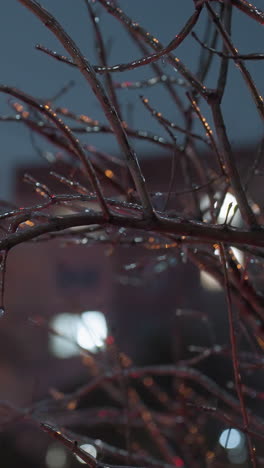 primer plano de ramas de árboles desnudas congeladas cubiertas de hielo y gotas de nieve, luz dorada que brilla suavemente con el fondo borroso del edificio y figuras poco claras