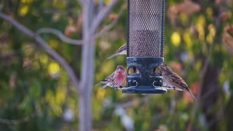 Small-Birds-Chew-Seeds-at-Feeder-in-Slow-Motion-in-Golden-Sunrise-Glow