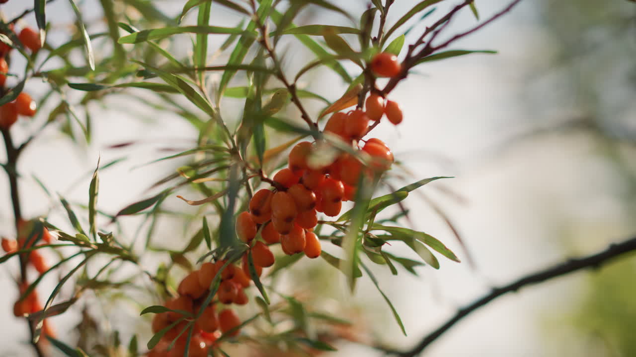 bayas de espino amarillo en una rama con luz suave de fondo, hojas delgadas y bokeh cálido, estudio botánico de cerca para herbolario, ambiente de jardín sereno con textura suave y tonos naturales