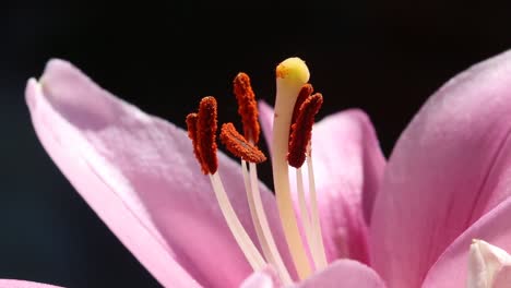 Closeup-of-a-pink-Lily-flower-showing-pollen-producing-stamens
