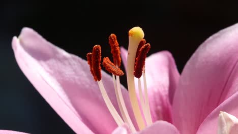 primer plano de una flor de lirio rosa que muestra estambres productores de polen