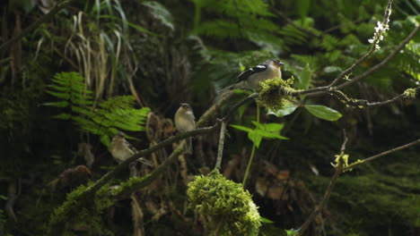 Group-of-small-colorful-birds-sit-on-tree-branch-in-rain-forest,-slow-motion