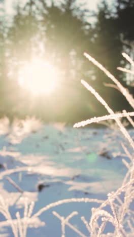 snowy forest sunrise