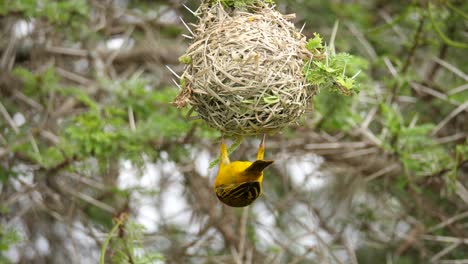 a colourful southern masked weaver hanging upside down, clinging to its nest that it meticulously weaved using strands of grass and twigs