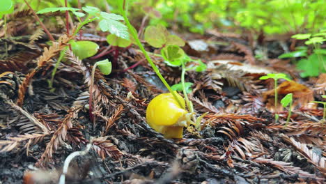 vibrant color in nature: close-up of a yellow banana slug