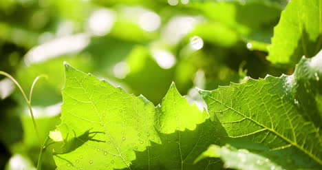 Water-Drops-On-Leaf-Surface-17