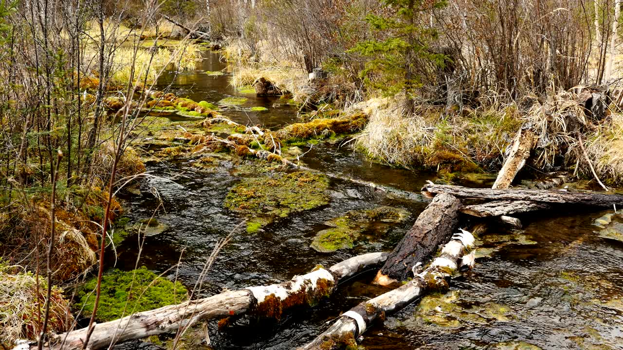 Swampy Creek Seamless Loop Footage