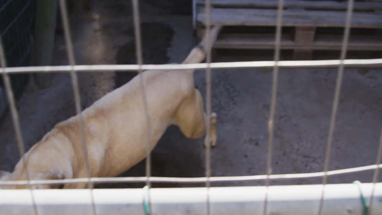 피난처 에  ⁇ 혀 있는 버려진 개