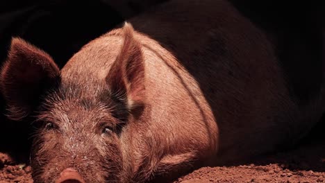 a pig rests peacefully in a sunlit corner, eyes occasionally opening, surrounded by dirt.