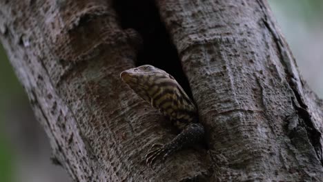 Individuo-Ver-Desde-Debajo-Del-árbol-Mirando-Alrededor-Del-Bosque,-Lagarto-Monitor-Nublado-Varanus-Nebulosus-Tailandia