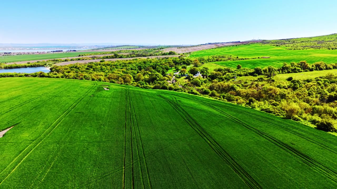 Rows of green wheat heads and narrow blades reach toward clear azure sky with no other elements in view. Elevated landscape of rolling green fields and distant Mandra Lake