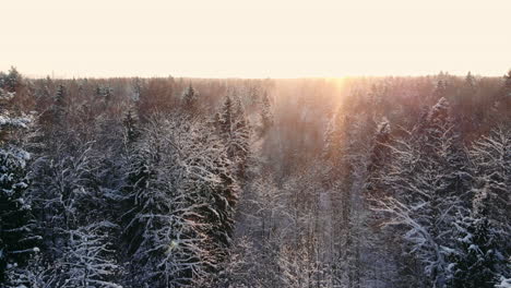 Nieve-Cayendo.-Las-Maravillas-De-Invierno.-Nevando-Nevado.-Puesta-De-Sol-Anochecer-Sol.-Bosque-árboles-Bosques-Naturaleza.-Camara-Lenta.-Fondo-De-Invierno.-País-De-Las-Maravillas-Romántico.-Hermoso-Entorno