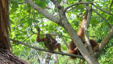 sumatra, indonesia (en la actualidad es la república de sumatra)