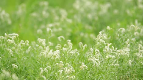 바람에 날리는 별꽃밭의 느린 동작, 크갈라가디 트랜스프론티어 공원