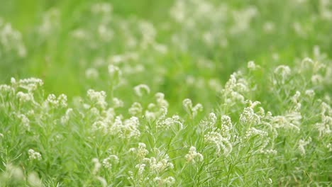 slow motion of a field of string of star flowers blowing in the wind, kgalagadi transfrontier park